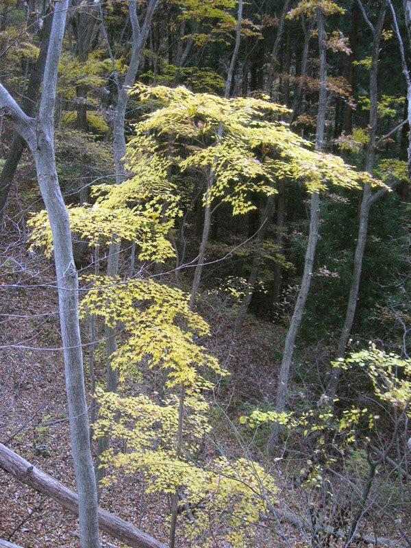 高川山